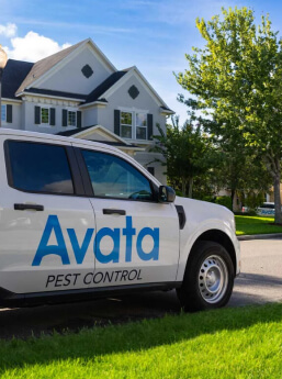 Best Residential Pest Control Services in Central Florida