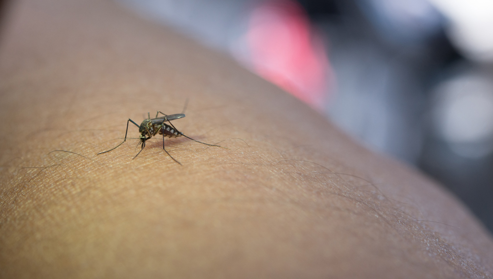 What Keeps Mosquitoes Away? Florida Edition