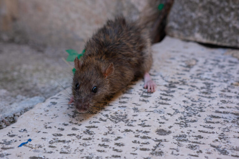 Pest Control in Clermont