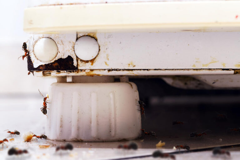 Pest Control in Groveland, FL Rural Homes, Real Pest Pressure