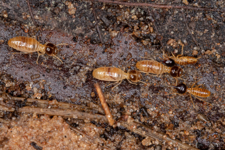 Signs of Termites in Florida Homes (And What to Do Next)