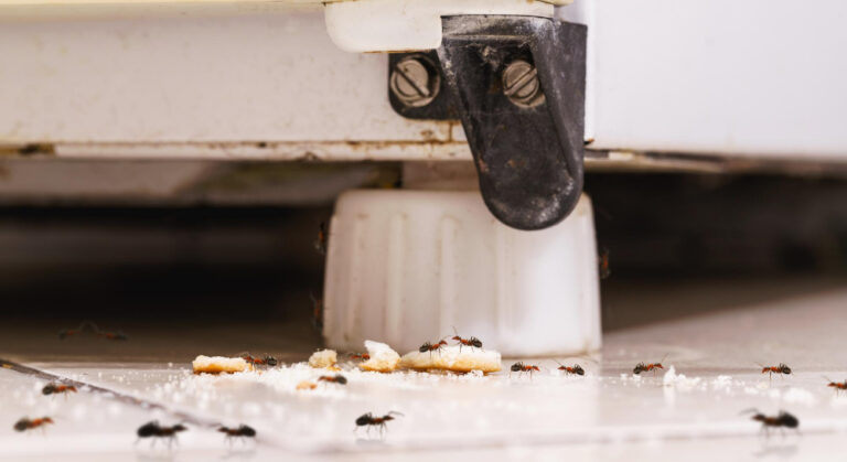 What Kills Ants in the House